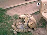 schildkröten futter, terrarium, zucht
