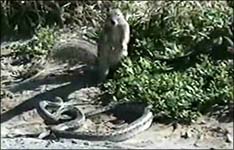 Schlange, Eichhörnchen, Kampf, Tiere