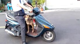 Scooter Dog, Hund
