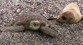 Baby Sea Lion Rides a Turtle in Galapagos