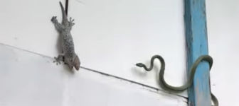 Schlangenangriff Gecko Wassereime