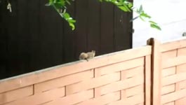 squirrel jump fail