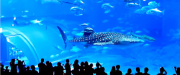 Thunfisch Tod im Okinawa-Aquarium