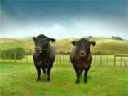 toyota bulls