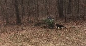 Hunde Weihnachtsbaum