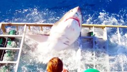 Weißer Hai durchbricht Taucherkäfig