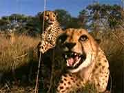 Marlice﻿ van der Merwe, Wild Cheetahs